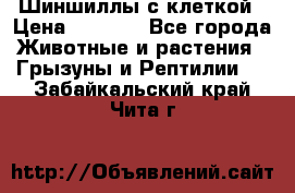 Шиншиллы с клеткой › Цена ­ 8 000 - Все города Животные и растения » Грызуны и Рептилии   . Забайкальский край,Чита г.